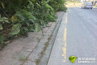 盐田区迅速响应网友关切，东湾二路人行道问题高效解决